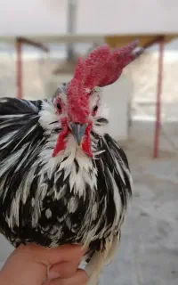 خروس گلین اصلی و جوان