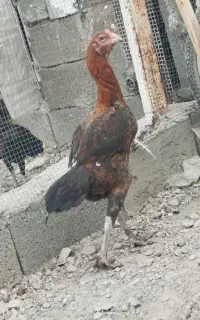 مرغ میکس افغان پاکستانی