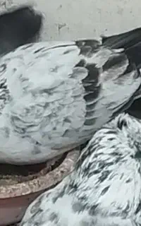 کبوتر کفتر