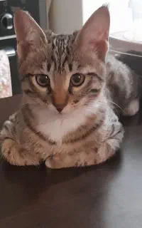 گربه ماده رایگان با وسایل