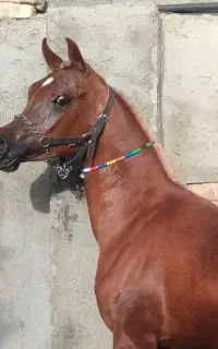 اسب عرب دوسر کره کنزالناصر