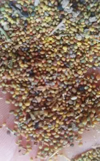 بذر شبدر درجه یک
