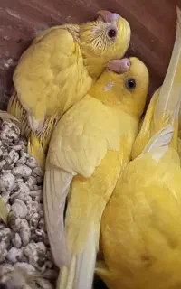 مرغ عشق هلندی با جوجه