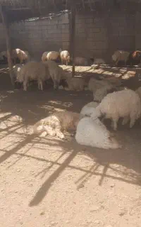 200راس بره برای فروش
