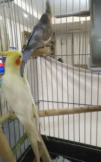 عروس هلندی
