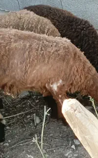 بره خواک خور