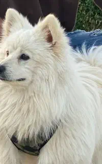 گمشده