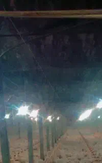کارگر پرورش طیور