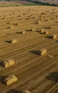 فروش دوتن کاه باقالی درجه یک