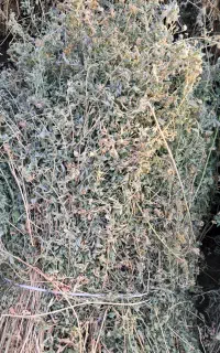 یونجه‌خالص‌‌‌ خشک‌پر‌برگ‌نازک‌  درجه‌یک