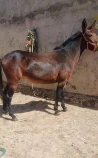 فروش انواع قاطر