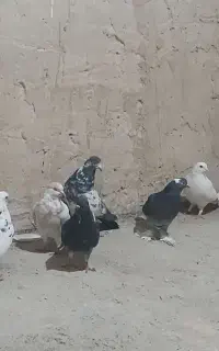 کفتر غریبگیری