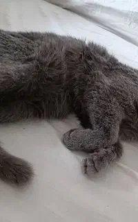 گربه اسکاتیش