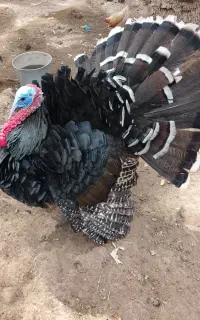 بوقلمون نر