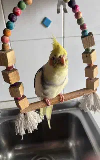 گمشده