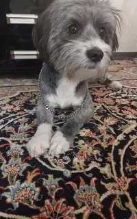 سگ گم شده