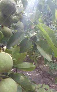 گردو