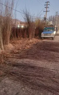 استخدام نیرو کارگر درخت فروشی