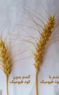 کود های ارگانیک