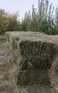 علف و یونجه