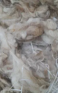 پشم‌گوسفند