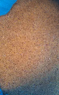 بذر یونجه