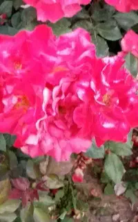 یک عدد گل