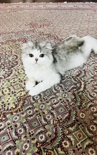 گربه بریتیش