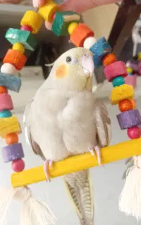 گم شده