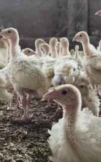 جوجه بوقلمون بیوتی(گوشتی)
