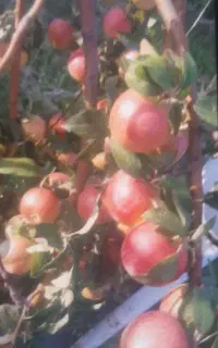 سیب به قیمت عمده