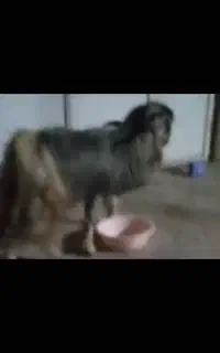 تگه تخمی