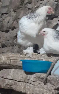 ۲تا جوجه برهما