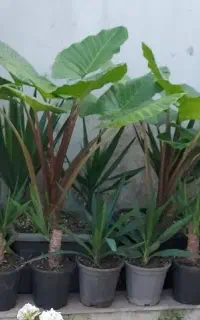بالای ۲۰نوع گیاه بصورت یکجاواختصاصی/از ۱۰۰تا ۱تومن