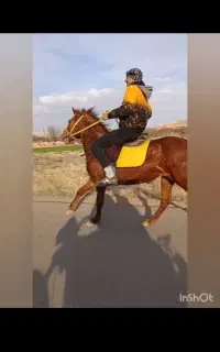 اسب مادیان