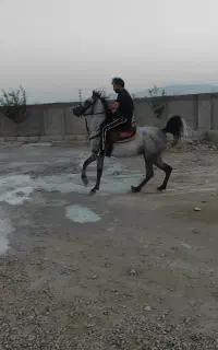 اسب مادیان دمگیر