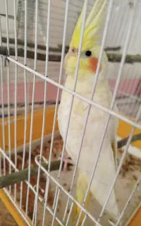 عروس هلندی