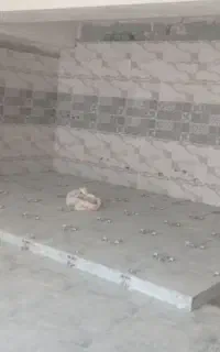 شاگرد ، کارگر کاشی کاری میخوام