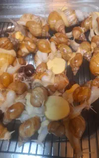 حلزون آچاتینا