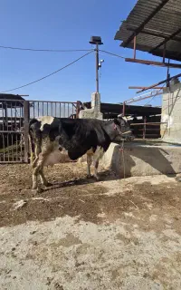 گاوشیری تازه زاییده