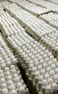 دفتر مرغداری تخم گزار زارع
