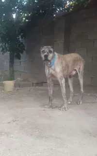 واگذاری سگ