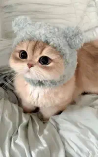 گربه گمشده