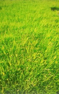 شلتوک زود رس ضیغمی بزری