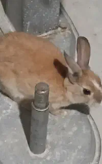 خرگوش خونگی ارام