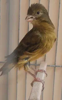 قناری تن نخورده