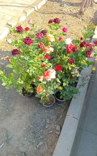 خدمات باغبانی ارس کود بیل زدن تحویز گل دون