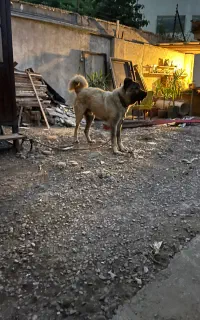 سگ سرابی