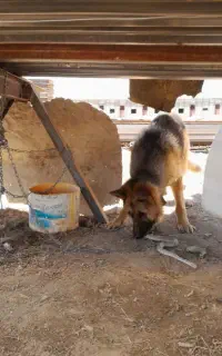گمشده
