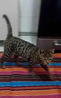 بچه گربه خشگل ۵ ماهه